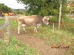 Exkurze Ekotýmu u Hrdličků na ovčí farmě